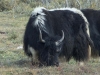 yak