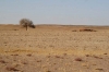 desert_mongole