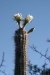 cactus-en-fleurs-sud-bolivie