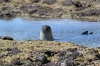 elephant-de-mer-famille