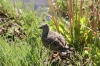 aconcagua-oiseau