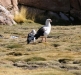 canard