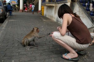 ville aux singes