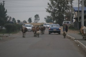 des vaches dans la circulation