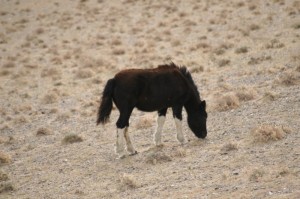 petit cheval