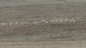 gazelles