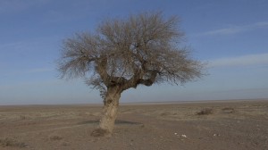 arbre du désert