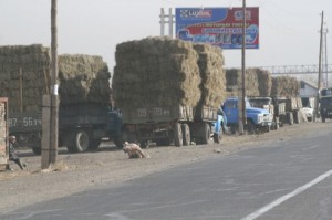 camions remplis de foin