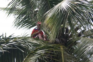 ramasseur de coco