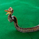jumper snake