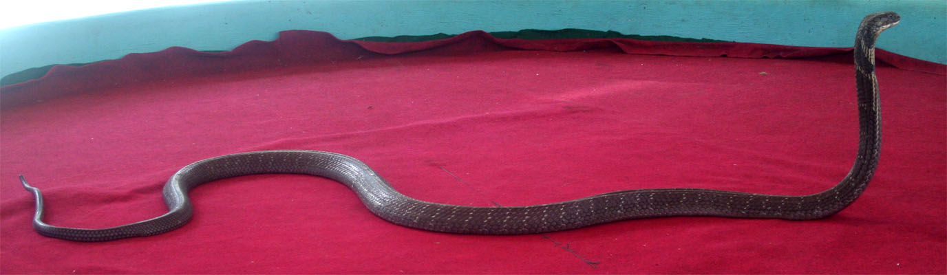 king cobra 