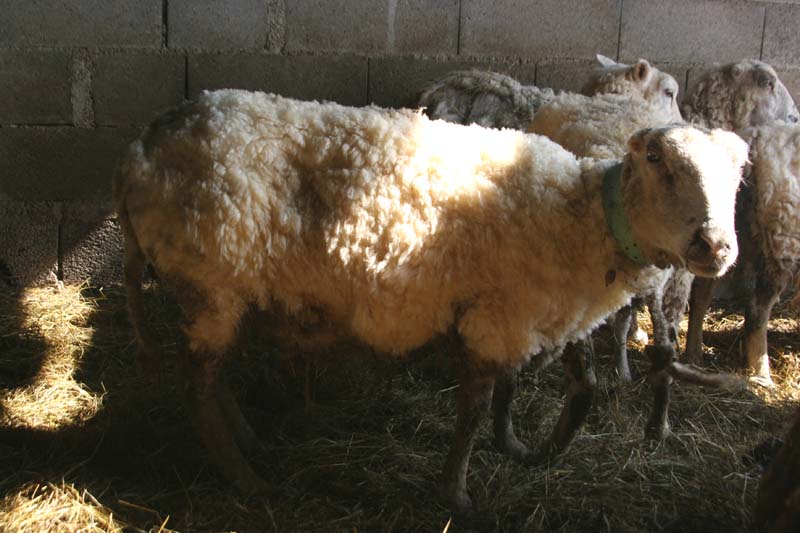 mouton tondu par thierry bufard