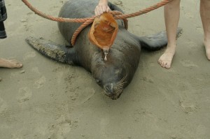 lion de mer perou