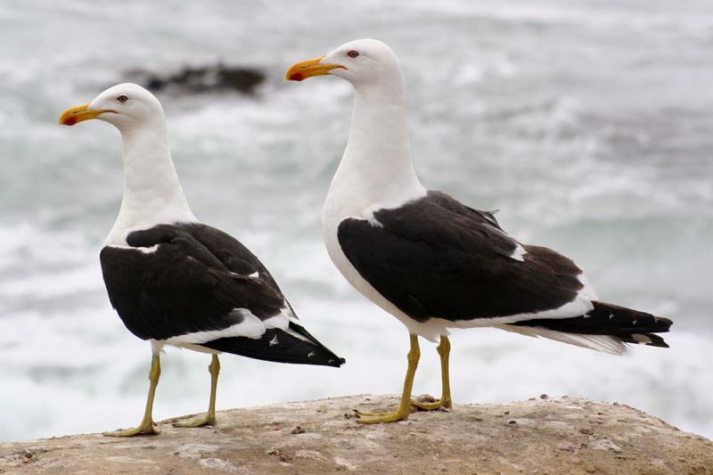 mouette chilienne